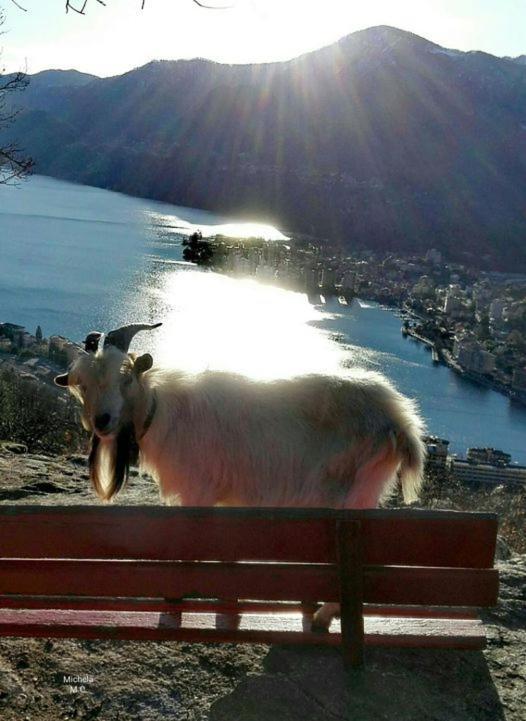 La Casa Al Lago Omegna Eksteriør billede
